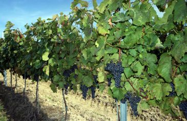 Vinohrady a výroba vína
