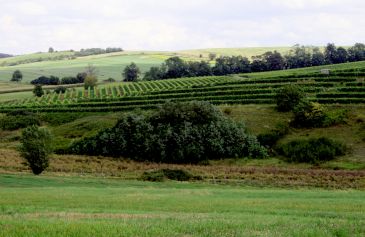 Vinohrady a výroba vína