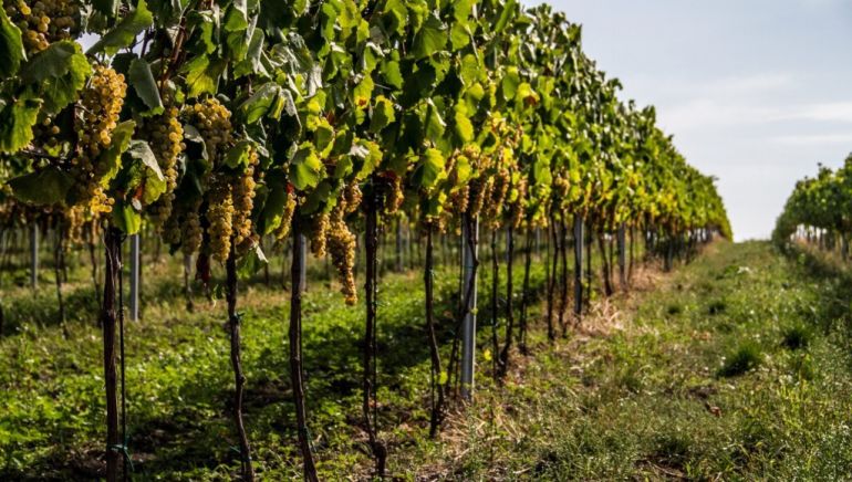 Vinohrady v Šalove – miesto, kde sa rodí charakter vín Chateau Krakovany