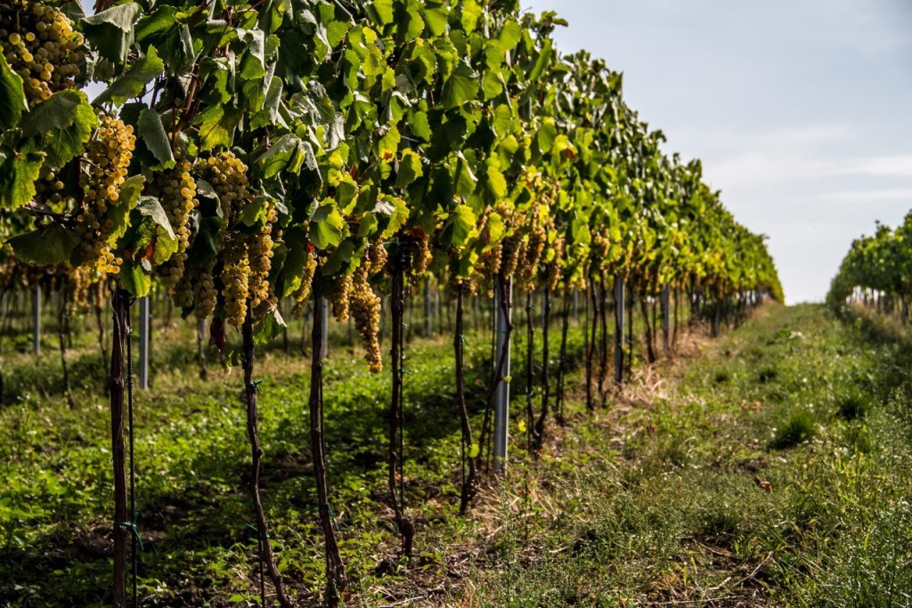 Vinohrady v Šalove – miesto, kde sa rodí charakter vín Chateau Krakovany